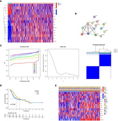 Construction and validation of a signature for T cell-positive regulators related to tumor microenvironment and heterogeneity of gastric cancer